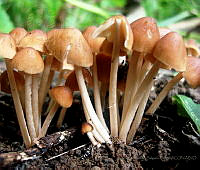 FJSL02 Agaricaceae.jpg