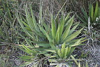 PNQ 0010 Agave lophantha.jpg