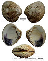 KT014 0225 Chione undatella.JPG