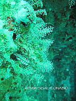 NE018 0314  Pennaria disticha.jpg