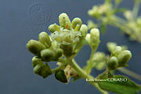 ME010 KV 02188 Calea zacatechichi Schltdl., 1834_.JPG