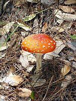 CGL0123 Amanita muscaria.jpg