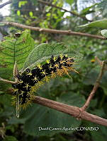 SG002 0226 Leucanella sp..jpg