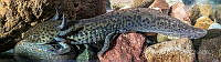 RIMB0003 Ambystoma mexicanum.jpg