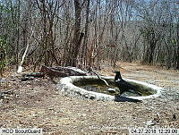 MAGB 0105 Corvus corax.JPG
