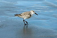 VHL0207 Calidris alba.jpg