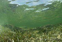 IDG0577 Crocodylus acutus.jpg