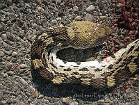 JLE0060 Pituophis catenifer.jpg