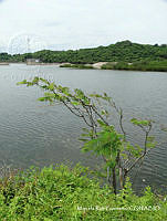 MRG-2017-483E Delonix regia (MRG-23ago17-b).JPG