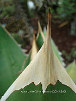 AJGM0347 Agave titanota.JPG