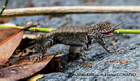 AAKVDH 0313 Sceloporus nelsoni.JPG