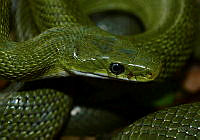 CROO05 Senticolis triaspis.jpg