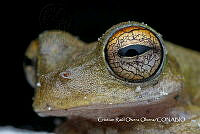 MN6PG0406 Boophis madagascariensis.jpg