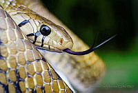 SPV03 Drymarchon melanurus.jpg