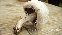 ZG007 0107 Agaricus bisporus.jpg