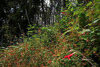 IDG1787 Lobelia cardinalis.jpg