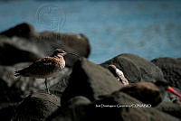 IDG Nat 0022 Numenius phaeopus.jpg