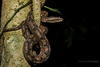 HF05 Ophryacus undulatus.jpg