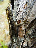 JCRV01 Sceloporus siniferus.jpg