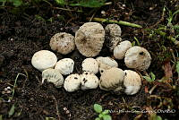 LH002 Hong 0086 Pedo de coyote.jpg