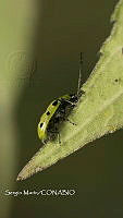 SM0342 Diabrotica undecimpunctata.jpg