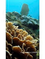 PMC0030 Agaricia sp..JPG