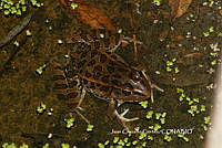 JCC0343 Lithobates neovolcanicus.JPG