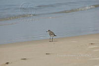 HJ6- 1844- Pluvialis squatarola.jpg