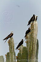 MASM05736 Fregata magnificens.jpg