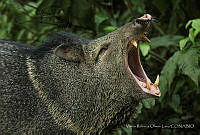 VROL01 Pecari tajacu.jpg