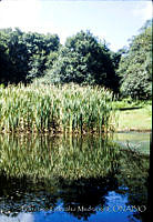 FGM2293 Typha sp..JPG