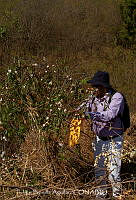 FBA0826 Gossypium hirsutum.jpg