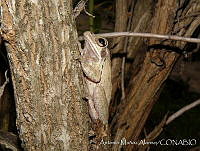 AMA0133 Smilisca baudinii.jpg