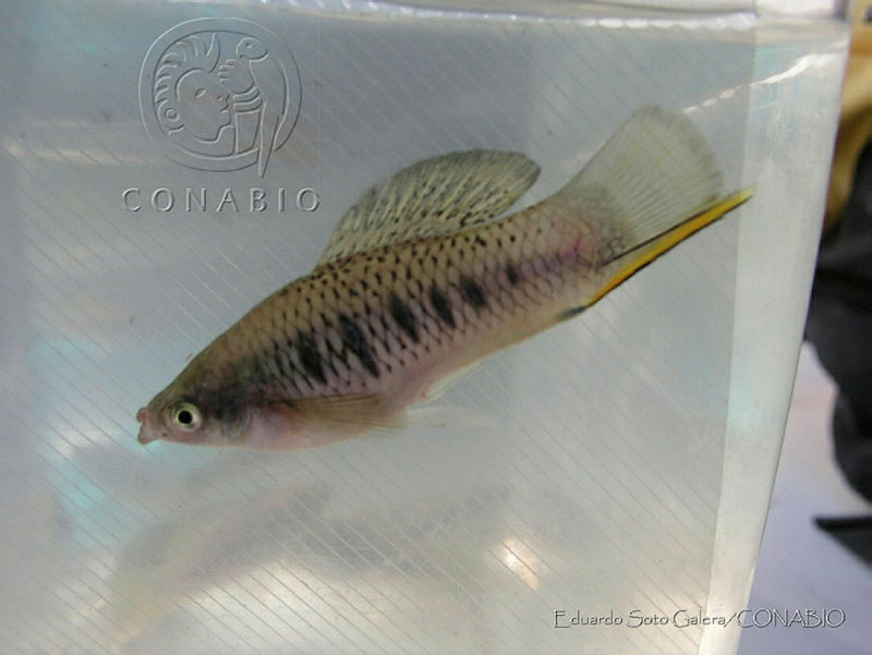 ESG0019%20Xiphophorus%20malinche.jpg.kSenvqv1MYnNV5lhQA3g0JtbmFja29CbnFuZ3NAbXJ6LGtwZwA.auOByzwpYU