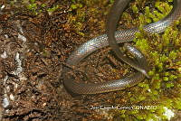 JCC0442 Geophis mutitorques.JPG