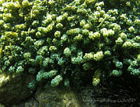 RRR225 Caulerpa racemosa var. chemnitzia.jpg