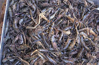 DK0878 Penaeidae.jpg