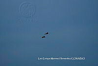 LEMH004 Amazona autumnalis.JPG
