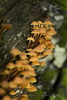 ERT09 Xeromphalina sp..jpg