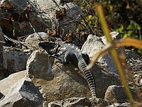 MARS04 Ctenosaura sp..jpg