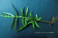 Yolox 1588 Blechnum gracile.jpg