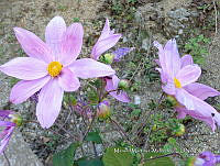 JF092 1320 Dahlia imperialis.jpg