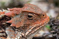 AERS002 Phrynosoma orbiculare.jpg