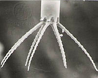 DUHB0043 Bacteriastrum elongatum.png