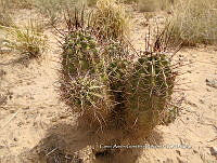 CAGM 0015 Echinocereus fendleri.jpg