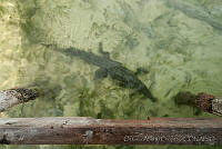 OAO0335 Crocodylus acutus.jpg