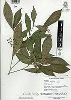 YPH2676 Psychotria horizontalis.jpg