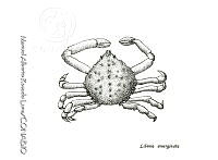 MARL0397 Libinia emarginata.jpg