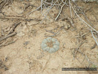 MGE0164 Lophophora williamsii.JPG