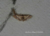 JBV052 Idaea basinta.JPG